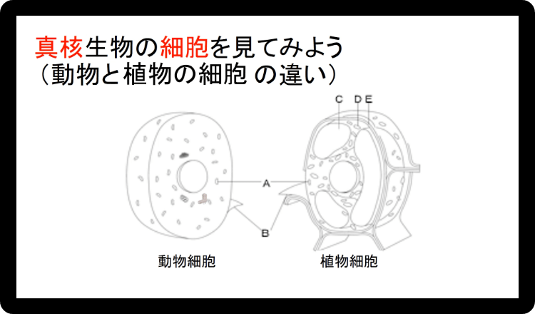 生物基礎a